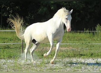 Lipizzaner, Wallach, 6 Jahre, 163 cm, Schimmel