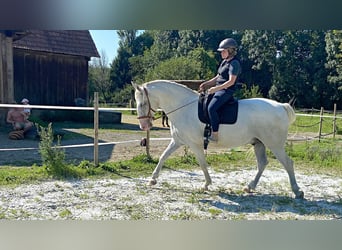 Lipizzaner, Wallach, 6 Jahre, 163 cm, Schimmel