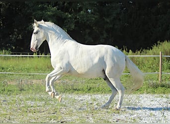 Lipizzaner, Wallach, 6 Jahre, 163 cm, Schimmel