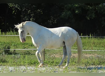 Lipizzaner, Wallach, 6 Jahre, 163 cm, Schimmel