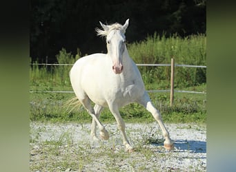 Lipizzaner, Wallach, 6 Jahre, 163 cm, Schimmel