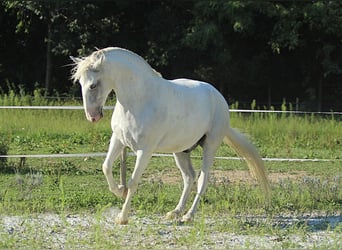 Lipizzaner, Wallach, 6 Jahre, 163 cm, Schimmel