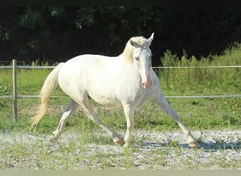 Lipizzaner, Wallach, 6 Jahre, 163 cm, Schimmel