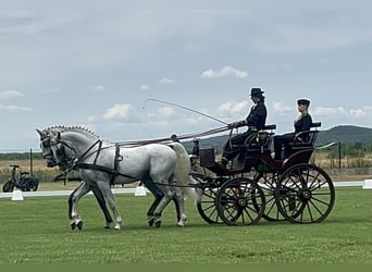 Lipizzaner, Wallach, 6 Jahre, 165 cm, Schimmel