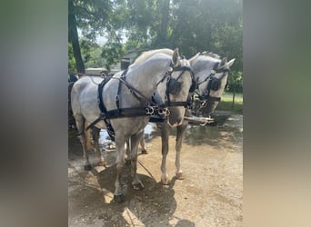 Lipizzaner, Wallach, 6 Jahre, 165 cm, Schimmel