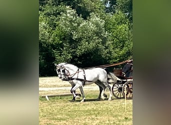 Lipizzaner, Wallach, 6 Jahre, 165 cm, White
