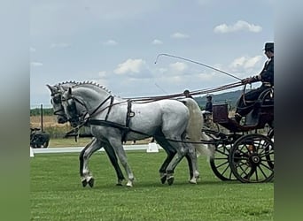 Lipizzaner, Wallach, 6 Jahre, 165 cm, White