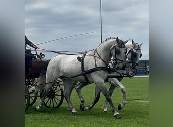Lipizzaner, Wallach, 6 Jahre, 165 cm, White