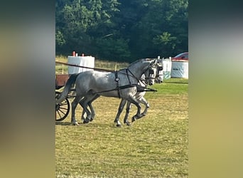 Lipizzaner, Wallach, 6 Jahre, 165 cm, White