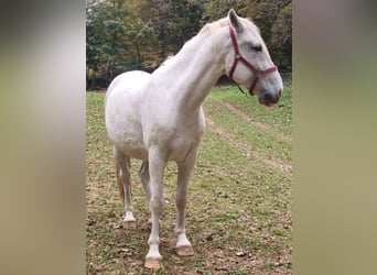 Lipizzaner, Wallach, 7 Jahre, 150 cm, Schimmel