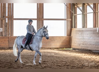 Lipizzaner, Wallach, 7 Jahre, 156 cm, Schimmel