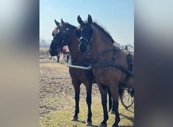 Lipizzaner, Wallach, 7 Jahre, 158 cm, Dunkelbrauner