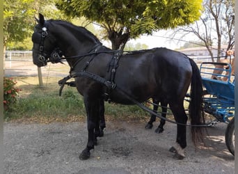 Lipizzaner, Wallach, 7 Jahre, 158 cm, Dunkelbrauner