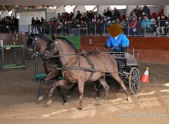 Lipizzaner, Wallach, 7 Jahre, 158 cm, Dunkelbrauner