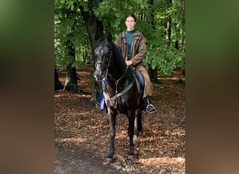 Lipizzaner, Wallach, 7 Jahre, 159 cm