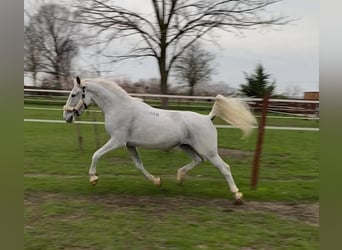 Lipizzaner Mix, Wallach, 7 Jahre, 160 cm, White
