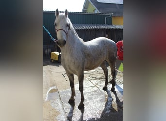 Lipizzaner, Wallach, 7 Jahre, 163 cm, Schimmel