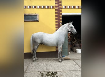 Lipizzaner, Wallach, 7 Jahre, 163 cm, Schimmel