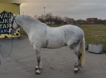 Lipizzaner, Wallach, 7 Jahre, 163 cm, Schimmel