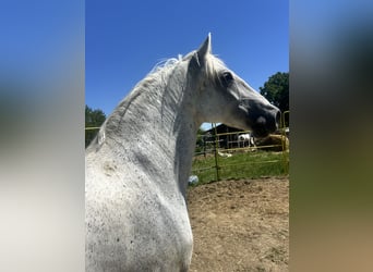 Lipizzaner, Wallach, 7 Jahre, 163 cm, Schimmel
