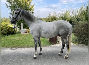 Lipizzaner, Wallach, 7 Jahre, 167 cm, Schimmel