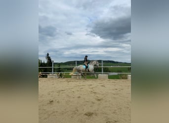 Lipizzaner, Wallach, 7 Jahre, 168 cm, Apfelschimmel