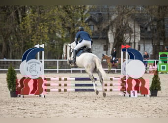 Lipizzaner, Wallach, 7 Jahre, 168 cm, Schimmel