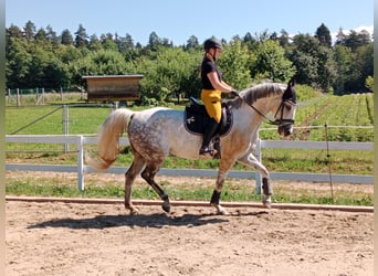 Lipizzaner, Wallach, 7 Jahre, 170 cm, Schimmel