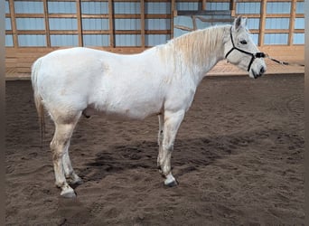 Lipizzaner, Wallach, 8 Jahre, 150 cm, Schimmel