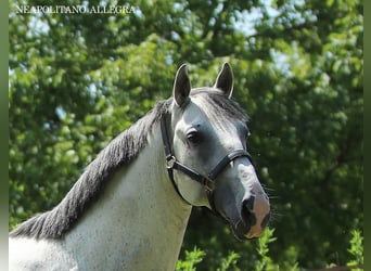 Lipizzaner, Wallach, 8 Jahre, 155 cm, Schimmel
