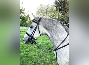 Lipizzaner, Wallach, 8 Jahre, 156 cm, Apfelschimmel