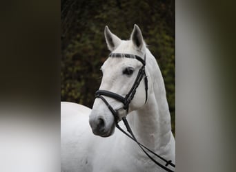 Lipizzaner, Wallach, 8 Jahre, 156 cm, Schimmel