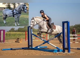 Lipizzaner, Wallach, 8 Jahre, 158 cm, Schimmel