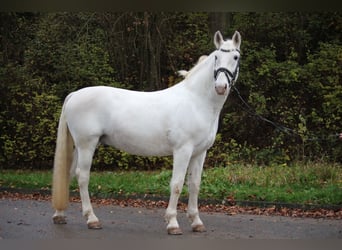 Lipizzaner, Wallach, 8 Jahre, 158 cm, Schimmel