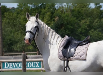 Lipizzaner, Wallach, 8 Jahre, 161 cm, Schimmel