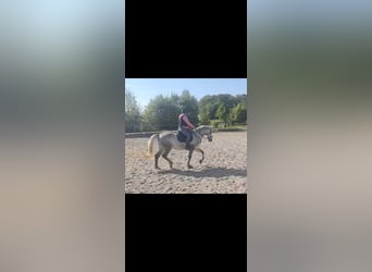 Lipizzaner, Wallach, 8 Jahre, 161 cm, Schimmel