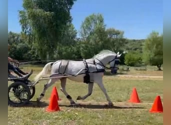 Lipizzaner, Wallach, 8 Jahre, 161 cm, White