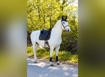 Lipizzaner, Wallach, 8 Jahre, 164 cm, Schimmel
