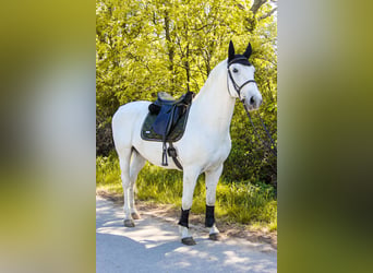 Lipizzaner, Wallach, 8 Jahre, 164 cm, Schimmel