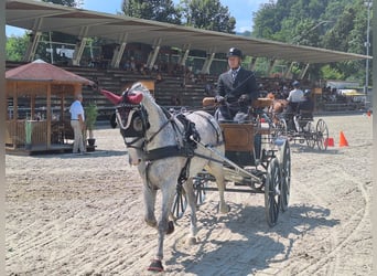 Lipizzaner, Wallach, 8 Jahre, 165 cm, Fliegenschimmel