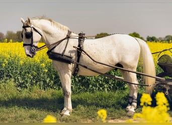 Lipizzaner, Wallach, 8 Jahre, 170 cm, Schimmel