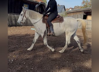 Lipizzaner Mix, Wallach, 9 Jahre, 150 cm, Apfelschimmel