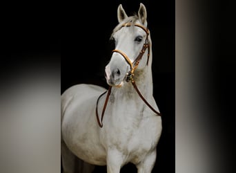 Lipizzaner Mix, Wallach, 9 Jahre, 152 cm, Schimmel
