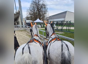 Lipizzaner, Wallach, 9 Jahre, 157 cm, White