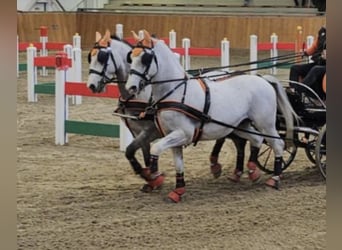 Lipizzaner, Wallach, 9 Jahre, 157 cm, White