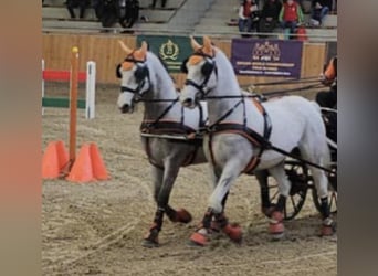 Lipizzaner, Wallach, 9 Jahre, 157 cm, White