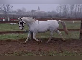 Lipizzaner, Wallach, 9 Jahre, 157 cm, White