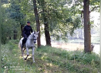 Lipizzaner, Wallach, 9 Jahre, 158 cm, Schimmel