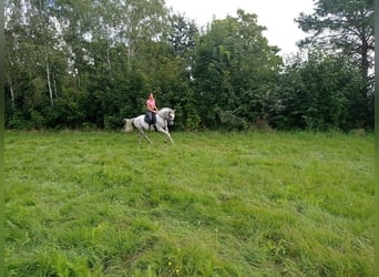 Lipizzaner, Wallach, 9 Jahre, 158 cm, Schimmel