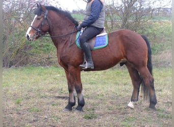 Lipizzaner Mix, Wallach, 9 Jahre, 160 cm, Apfelschimmel